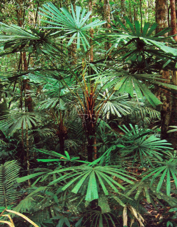 Licuala